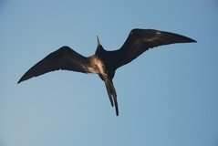 galapagoseilanden7518