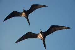 galapagoseilanden7519