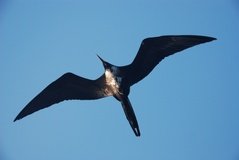 galapagoseilanden7520
