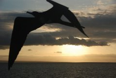 galapagoseilanden7524