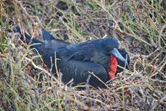 galapagoseilanden8009