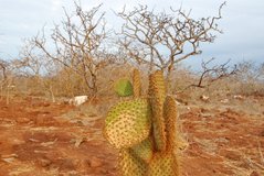 galapagoseilanden8026