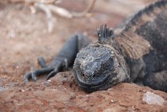 galapagoseilanden8032