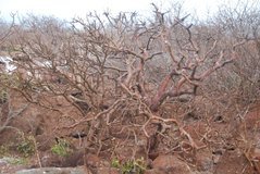 galapagoseilanden8033