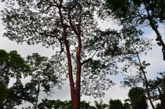 ghana5028