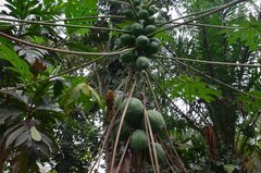 ghana5032
