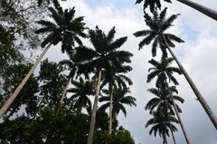 ghana5035
