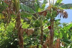 grenada1139