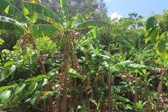 grenada1141
