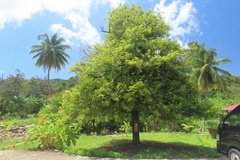 grenada1151