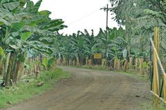 honduras4109
