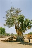 india1115