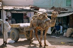 india1116