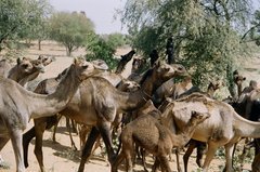 india1117