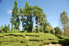 indonesie1110