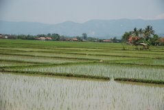 indonesie1152