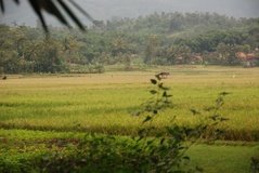 indonesie1272