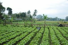 indonesie1273