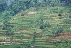 indonesie1311