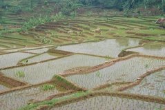 indonesie1317