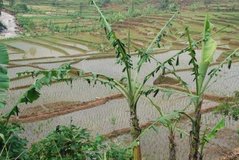 indonesie1322