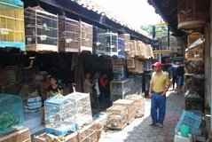 indonesie2011