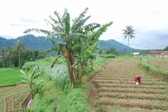 indonesie2512