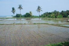 indonesie3511