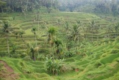 indonesie4114