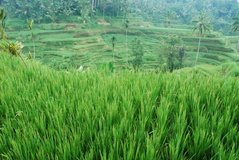 indonesie4115
