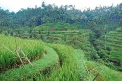 indonesie4116