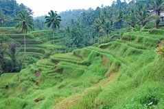 indonesie4117