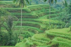 indonesie4118