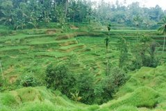 indonesie4119