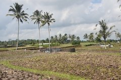 indonesie4127