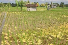 indonesie4130