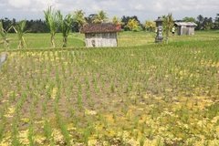 indonesie4132