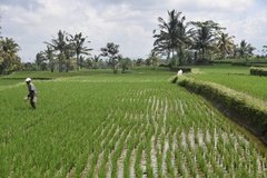 indonesie4135
