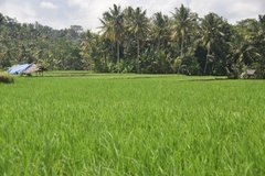indonesie4136