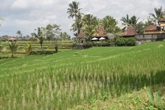 indonesie4138