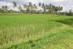 indonesie4139