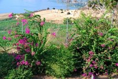 israel4113