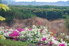 israel4115