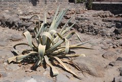 israel4182