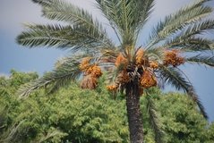 israel4504