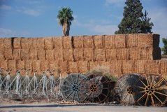 israel4829