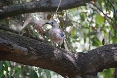 israel4865