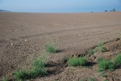 israel4873