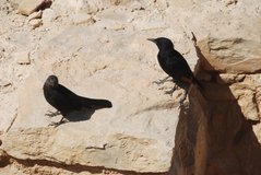 israel6137