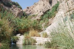 israel6159